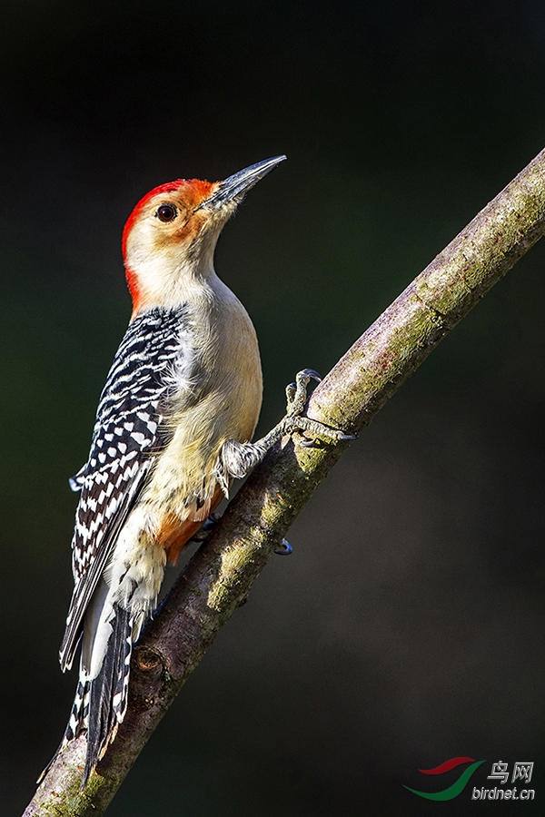 食果红腹啄木鸟