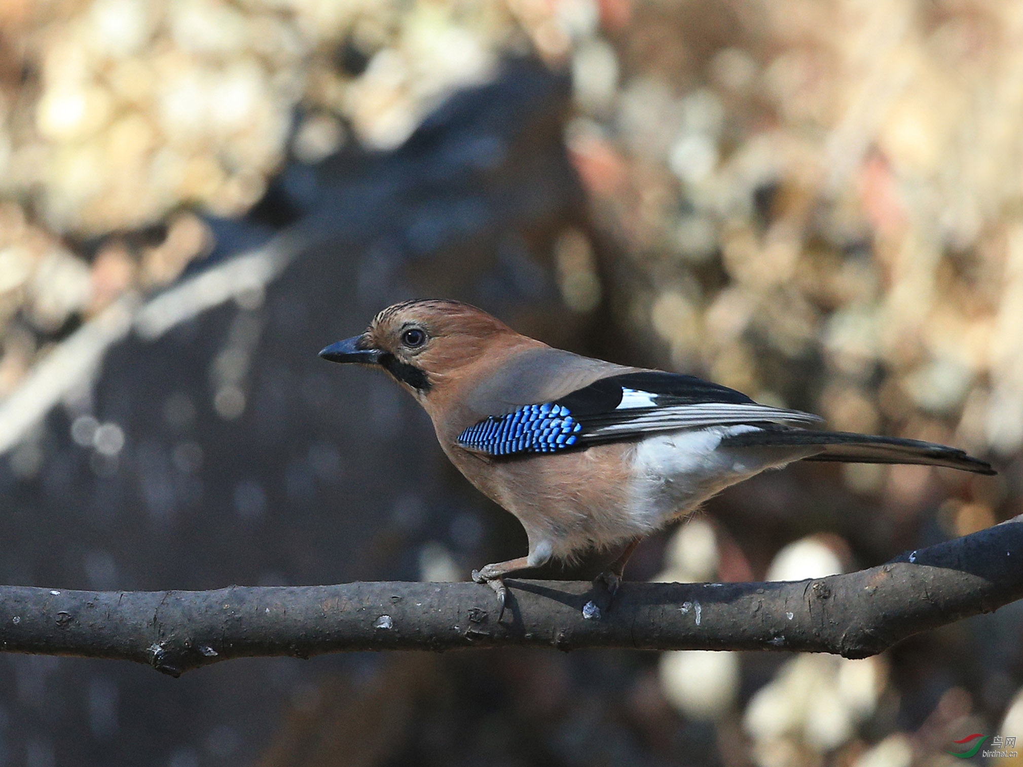 [林鸟] 松鸦鸟--北京的樱桃沟