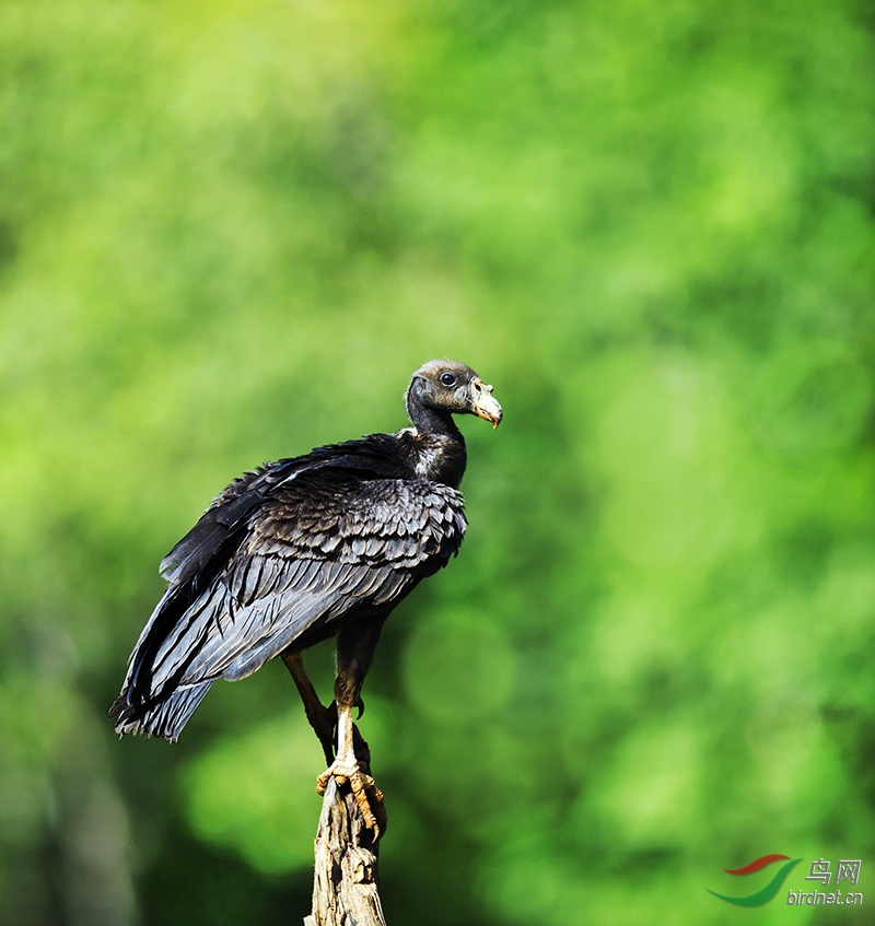 求鸟名拍于哥斯达黎加