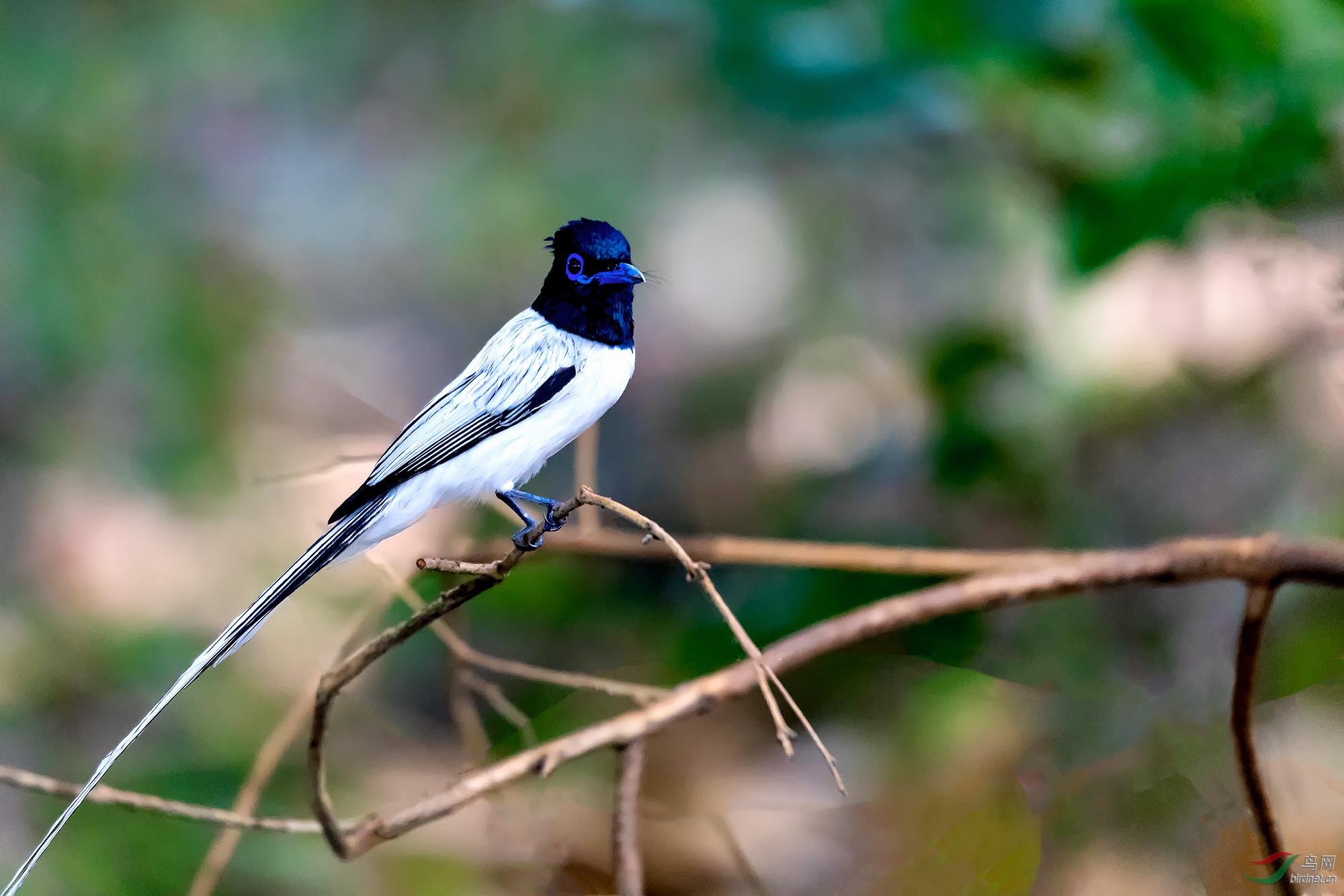 白寿带 - 宁夏版 ningxia 鸟网