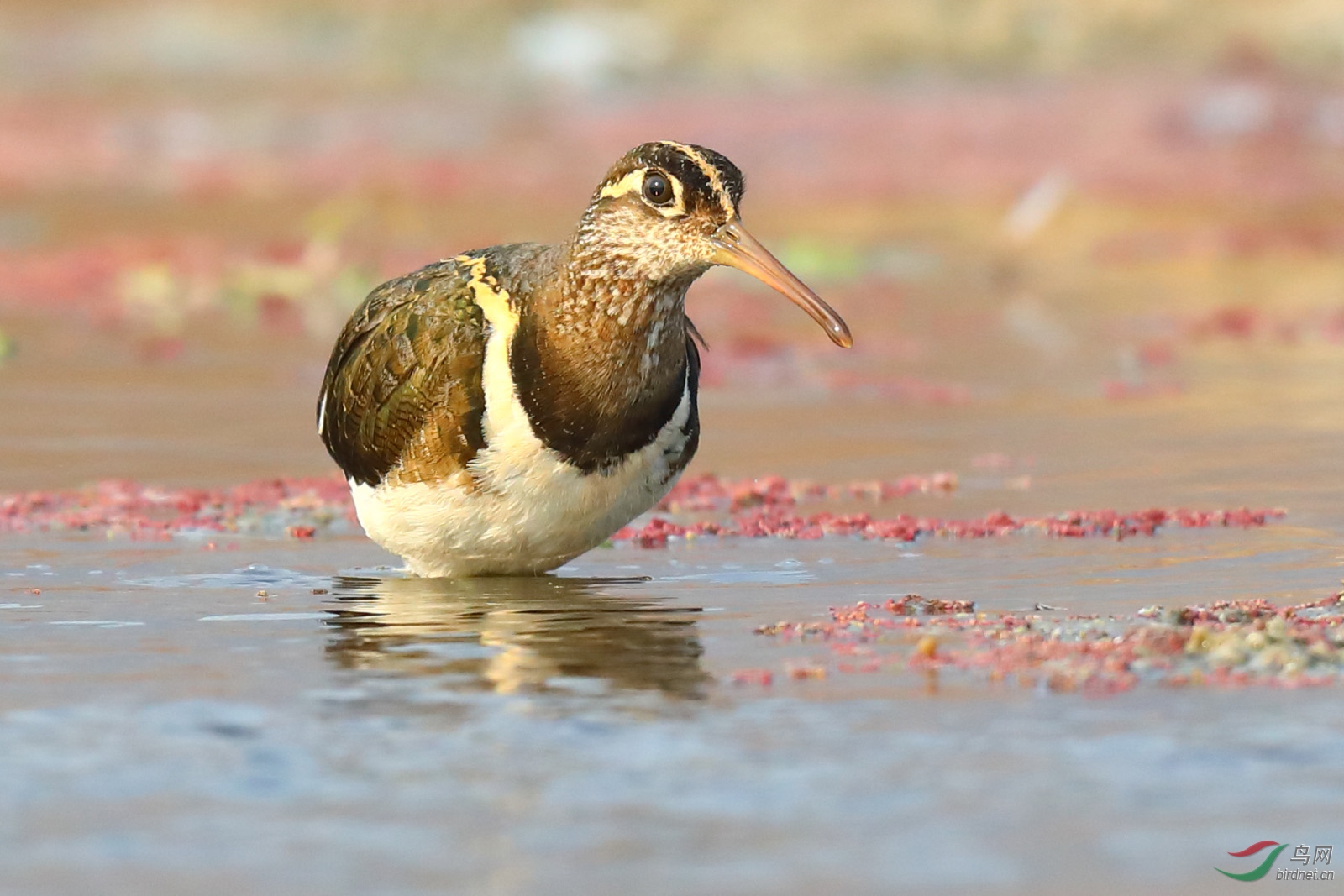 粉红色的冬季彩鹬