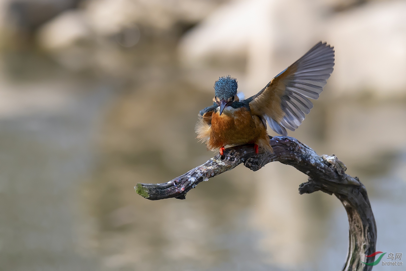 小翠- 甘肃版 gansu 鸟网