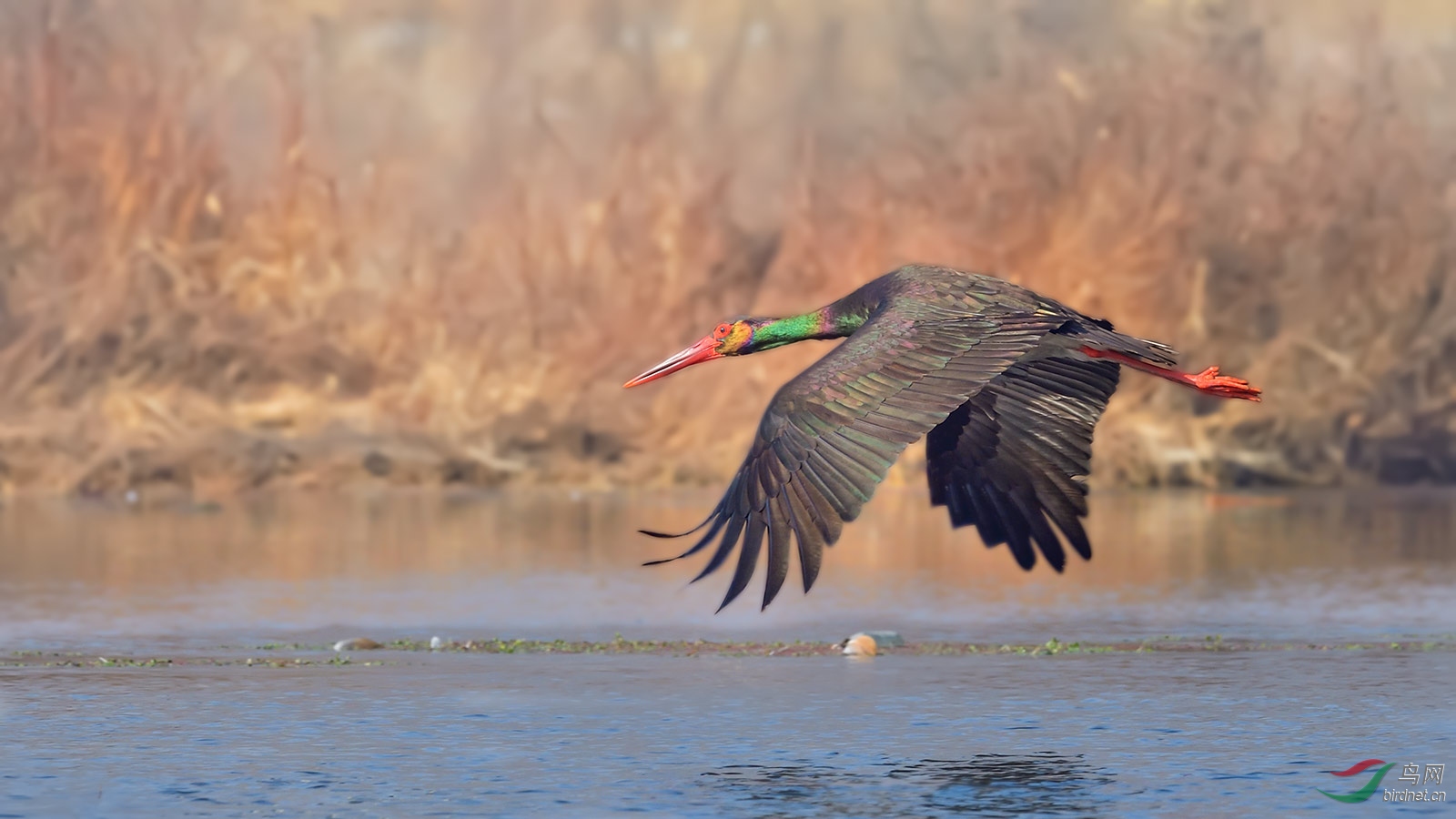 黑鹳- 青海版 qinghai 鸟网