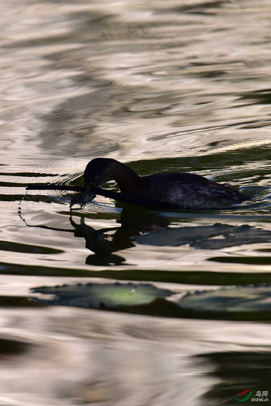 DSC_0340.JPG