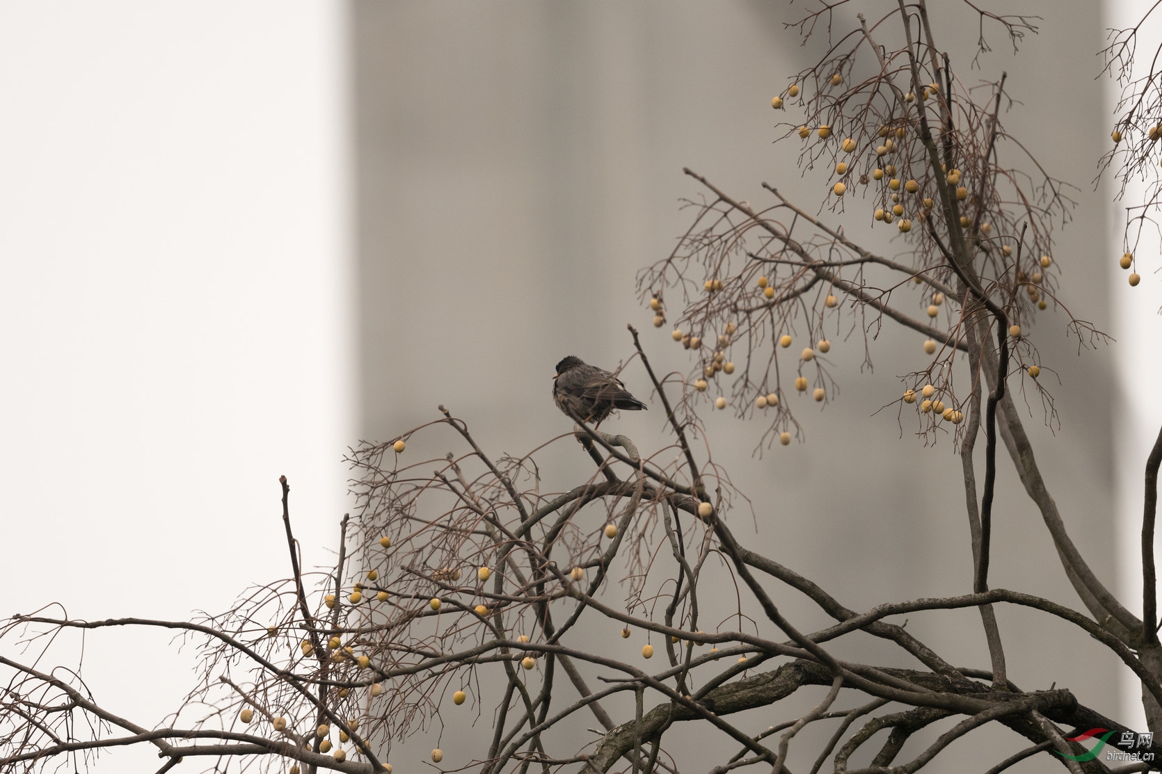 DSC_2191 C.jpg