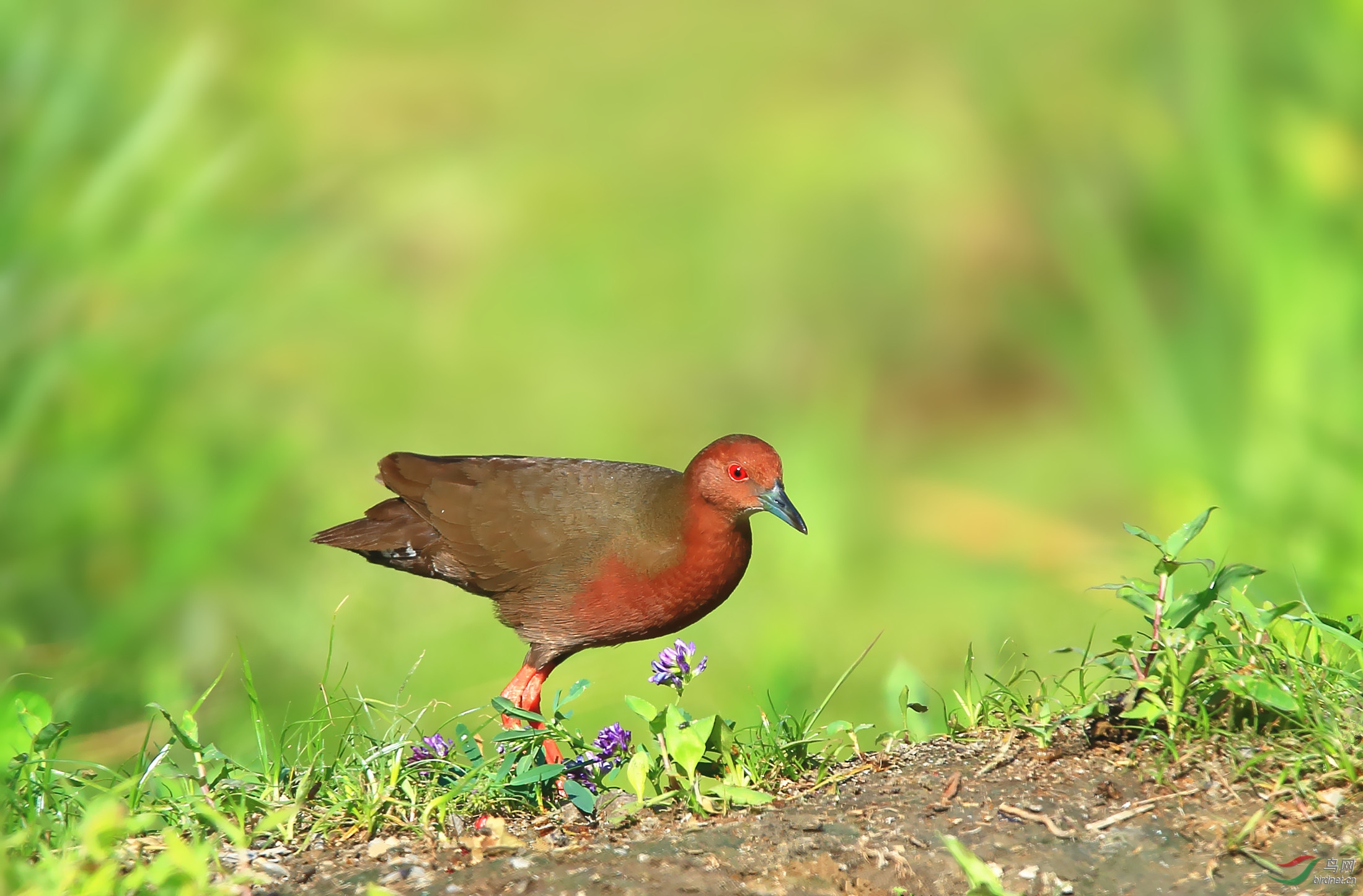 草花映衬小红鸡