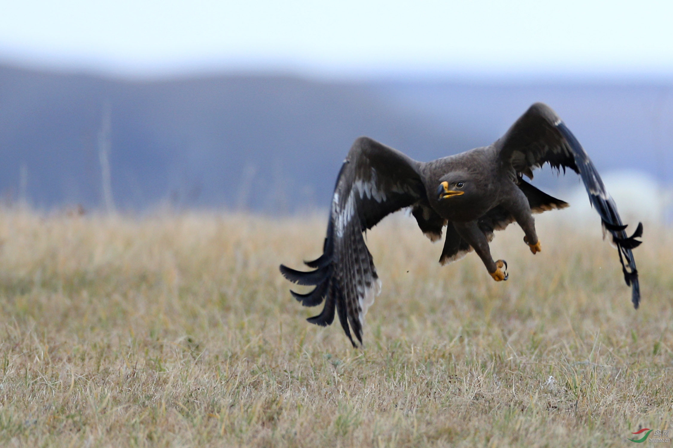 草原鹰