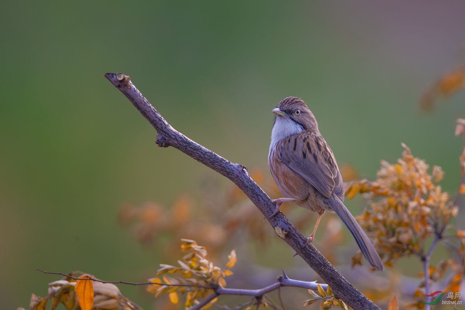 山鹛- 天津版 tianjin 鸟网