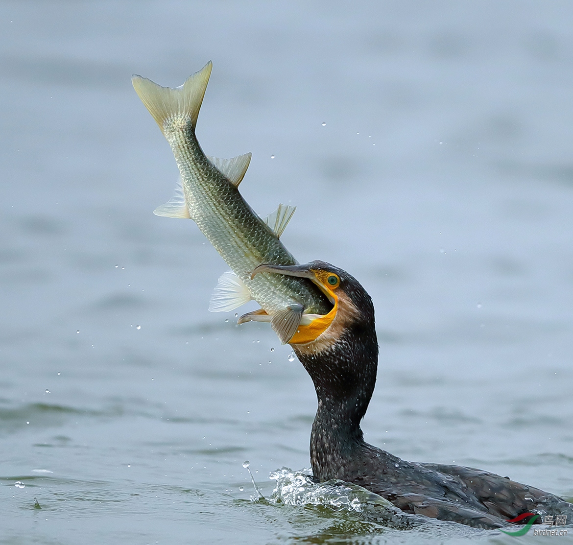 河边吃鱼的鸟类图片图片