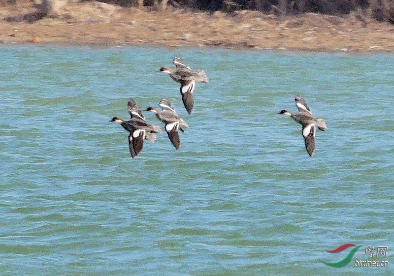 P1520194 - ���� (2).JPG