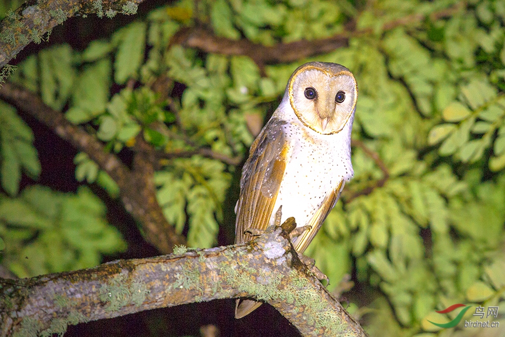 《可爱的脸庞》—— 仓鸮