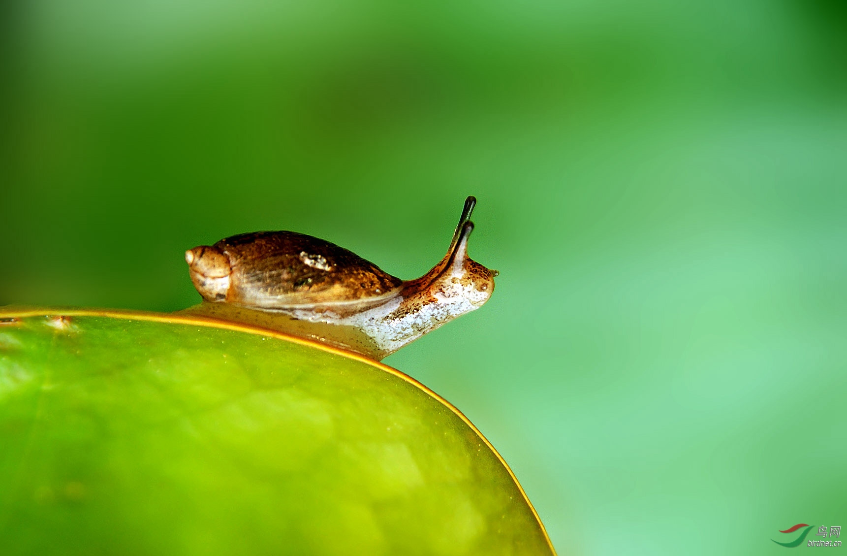 荷叶上的蜗牛