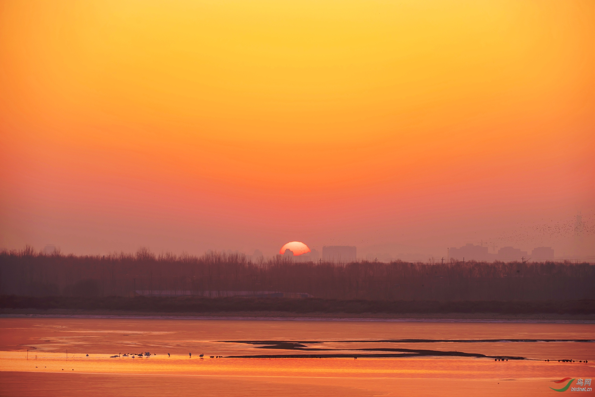 初升的太阳 - 青海版 qinghai 鸟网