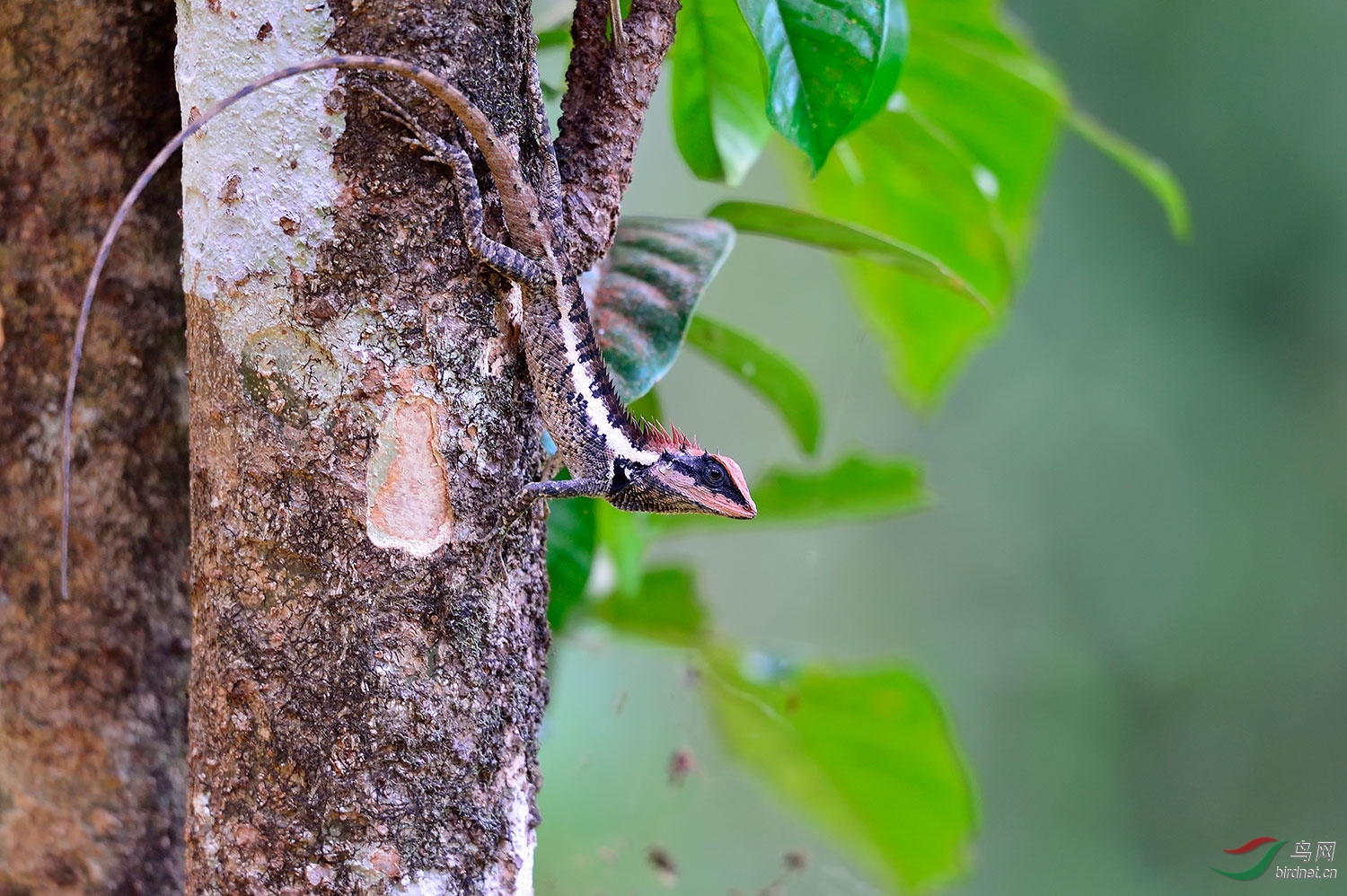 善于伪装的变色龙(祝贺佳作荣获动物精华)