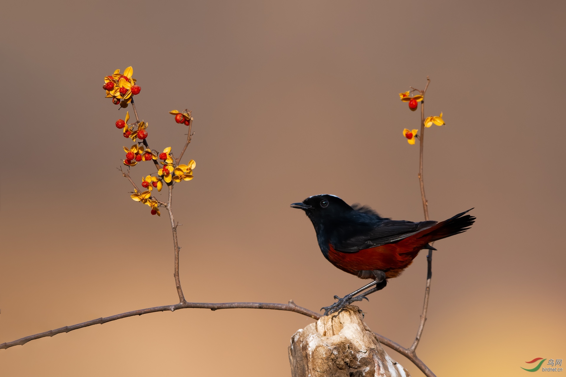 白顶溪鸲 - 尼康专栏 鸟网