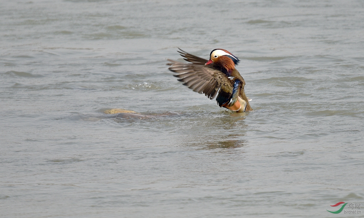 DSC_0706.jpg