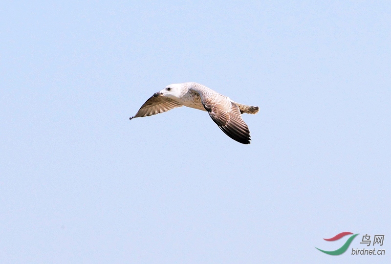 P1530425 - ����.JPG