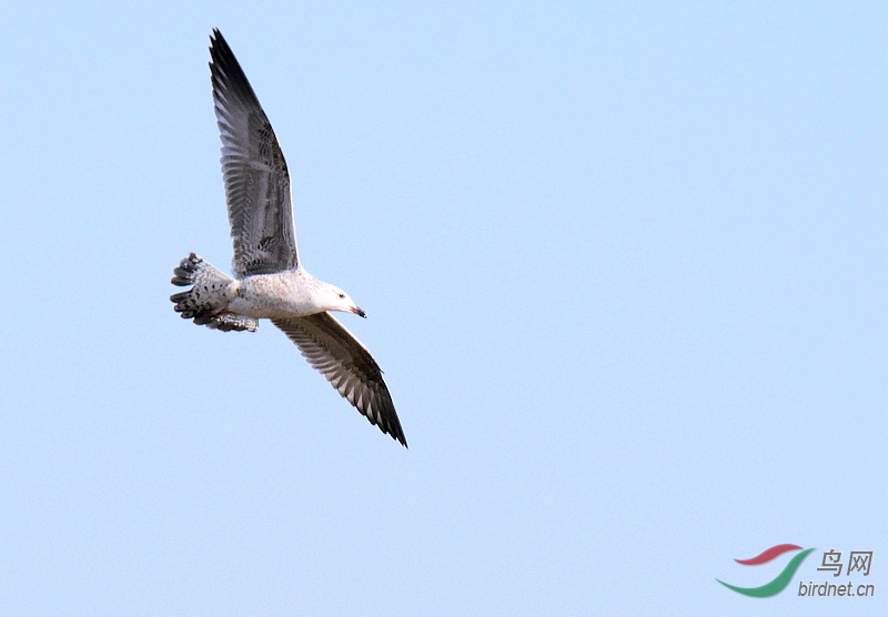 P1530387 - ����.JPG