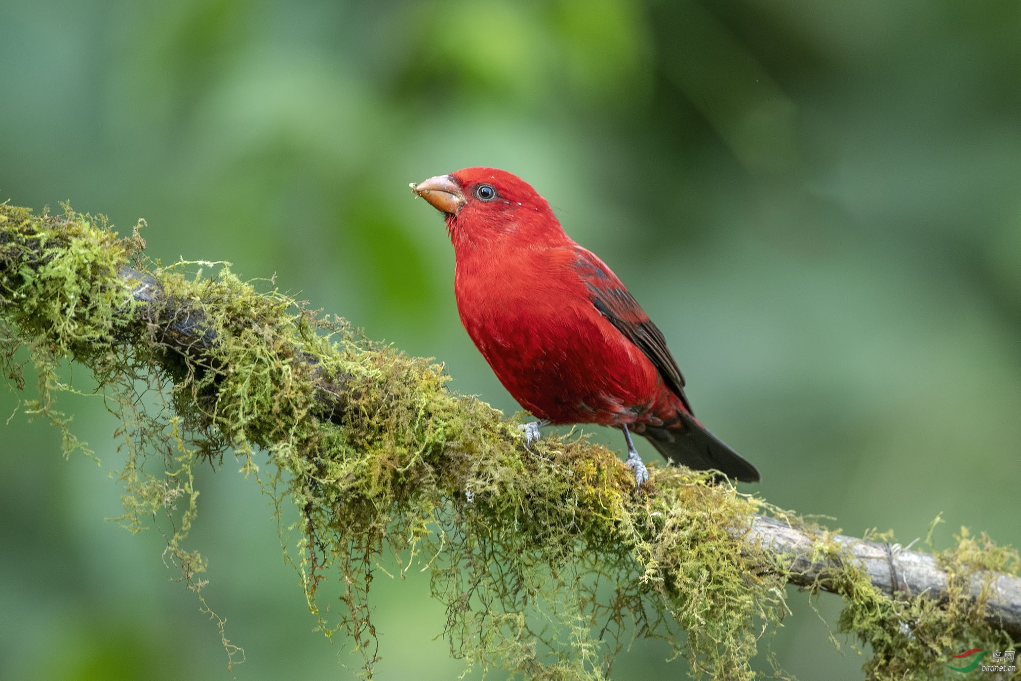 Birding Yunnan_057.jpg