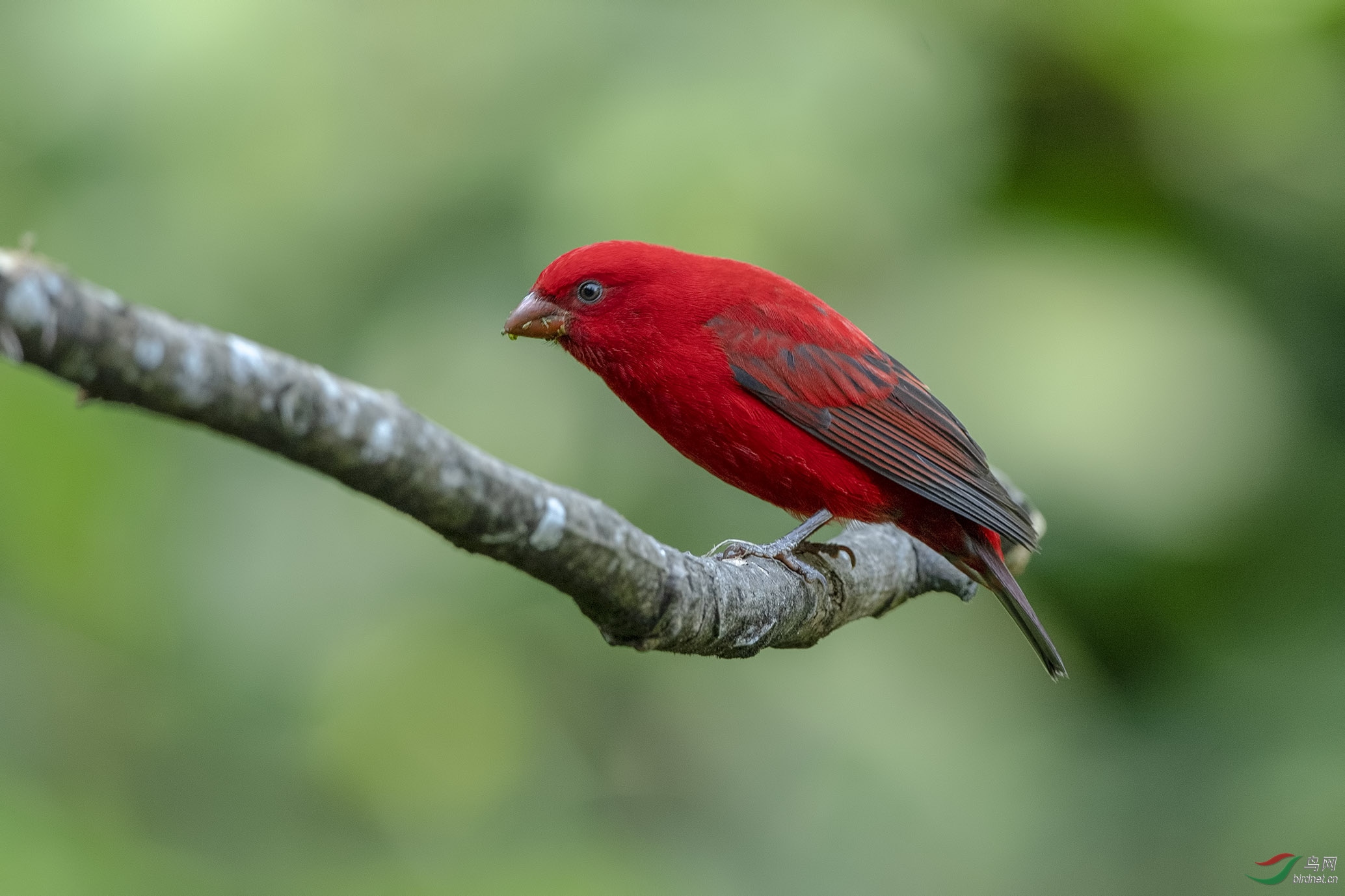 Birding Yunnan_059.jpg