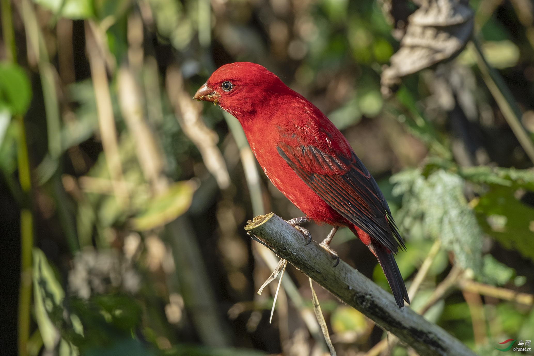 Birding Yunnan_060.jpg