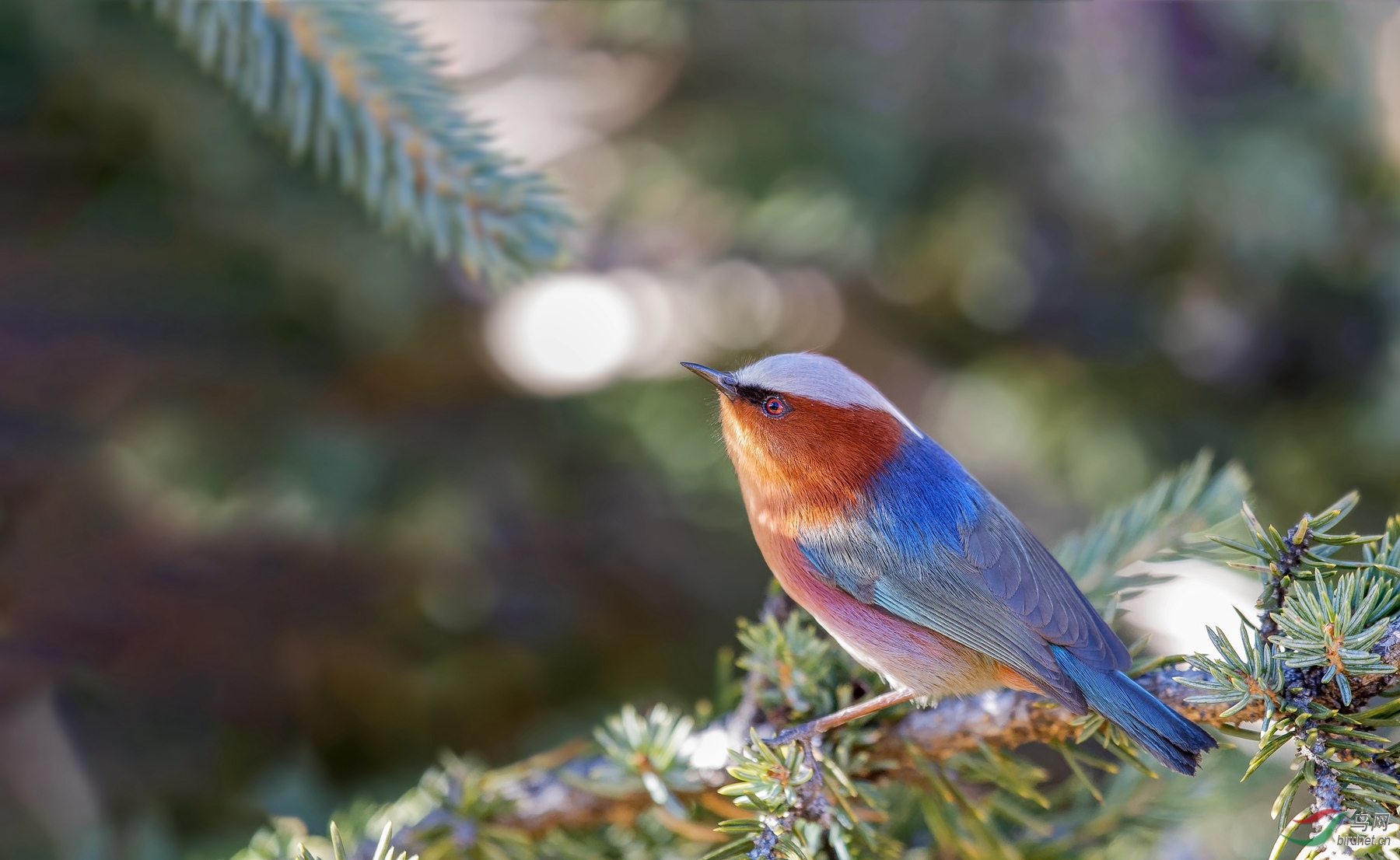 近拍凤头雀莺贺图获首页鸟类精华