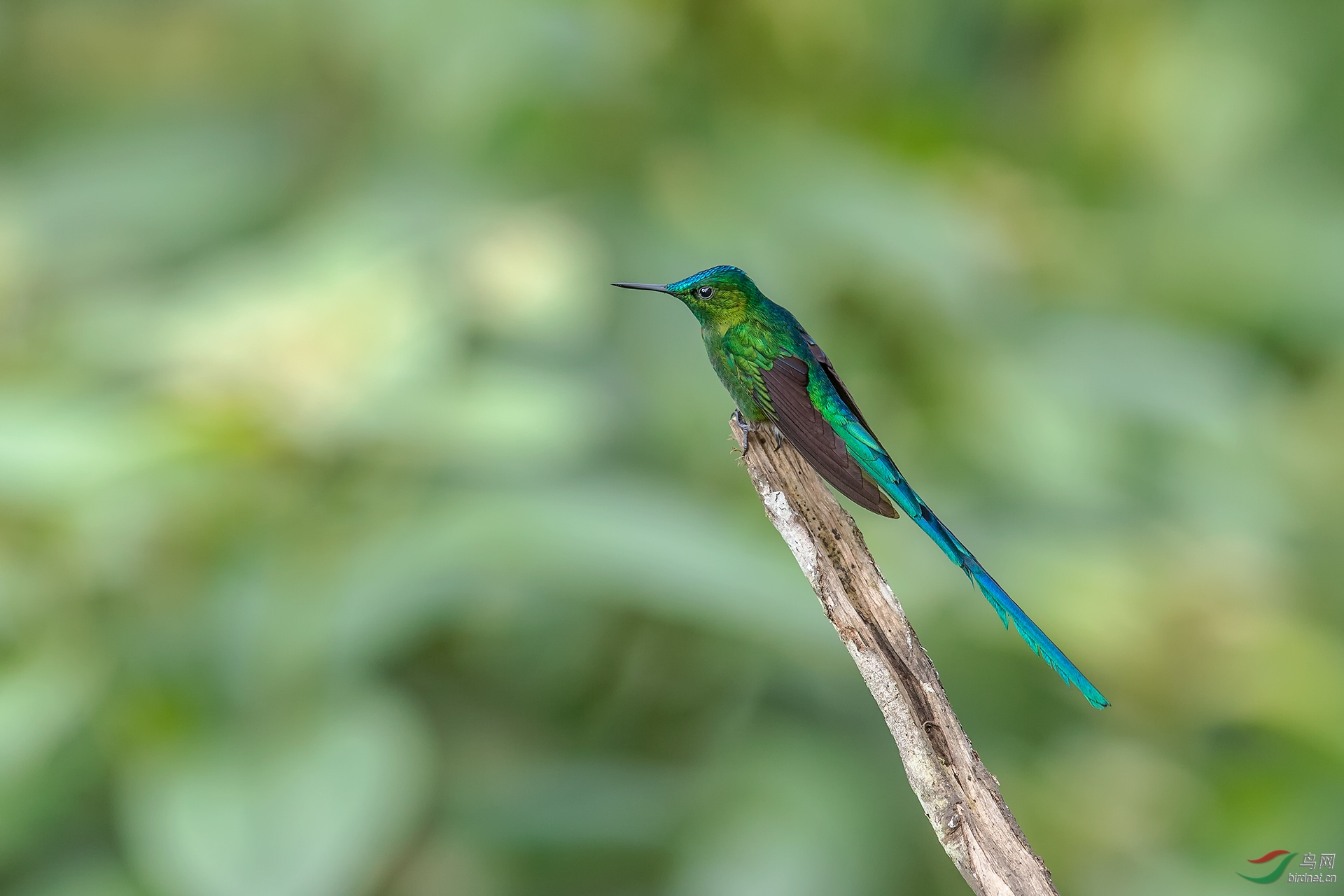 绿长尾蜂鸟