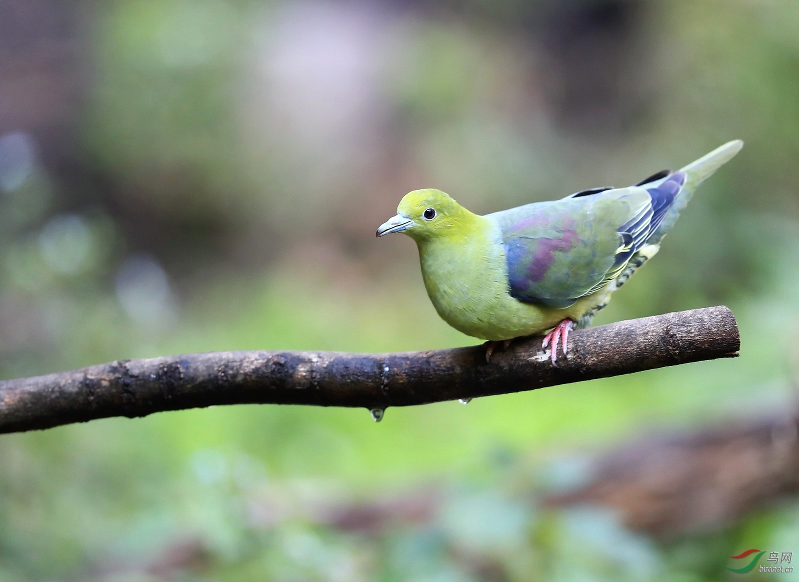 红翅绿鸠 - 山东版 shandong鸟网