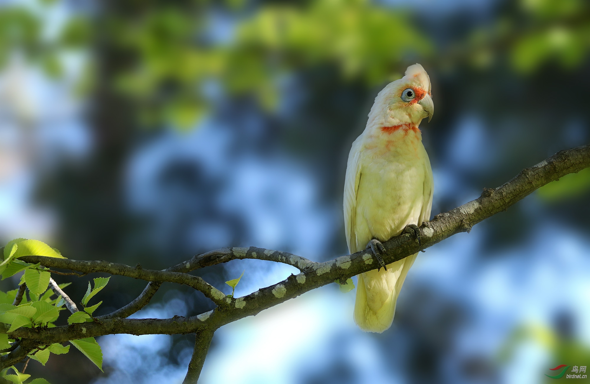 澳洲纯自然环境下拍摄的尖嘴凤头鹦鹉