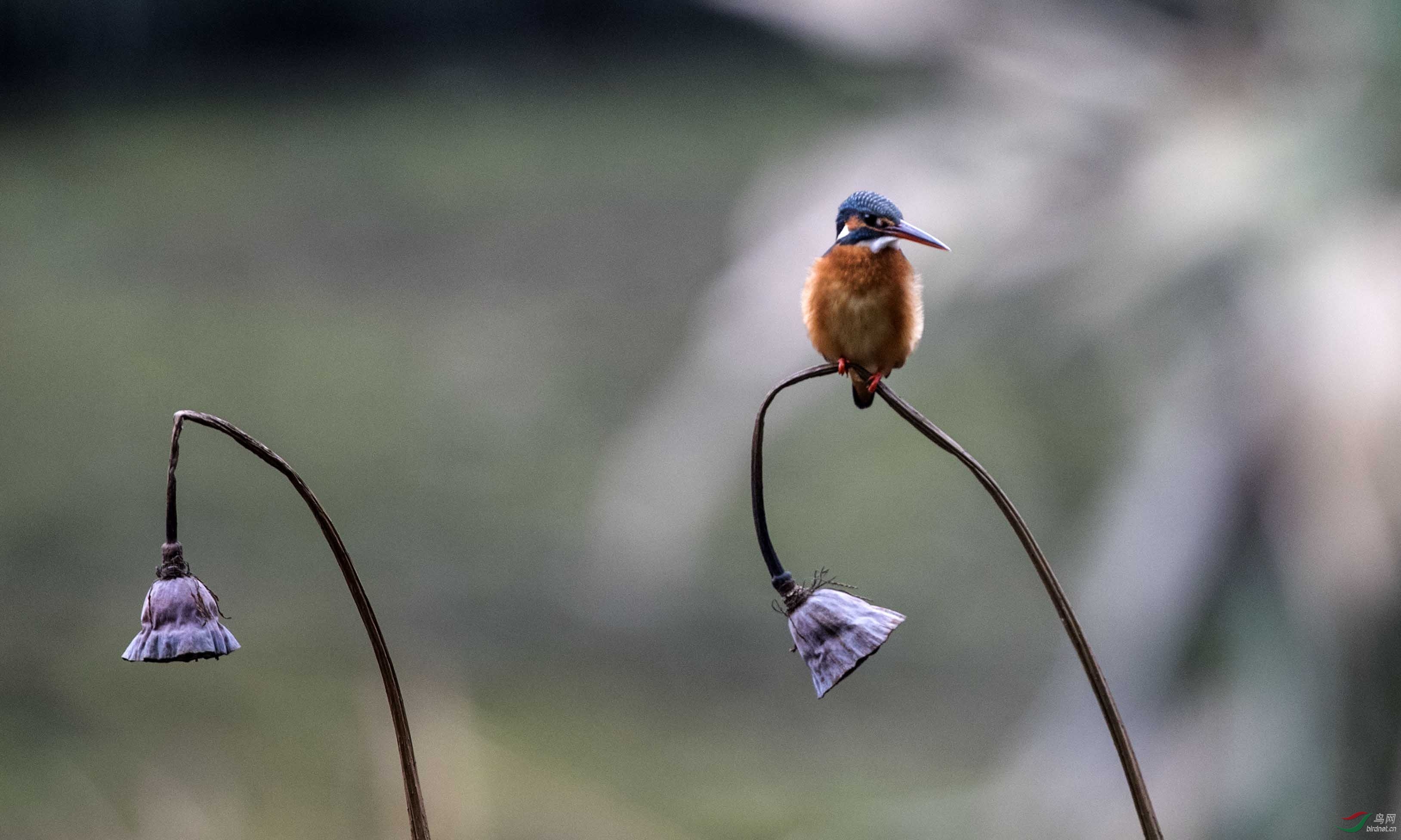 莲蓬~翠鸟! - 浙江版 zhejiang 鸟网