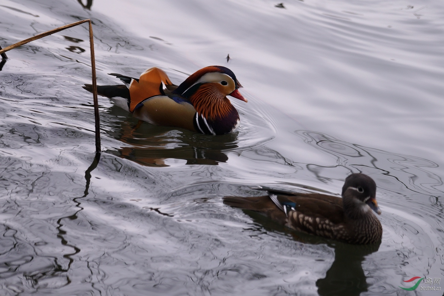 DSC09286.jpg