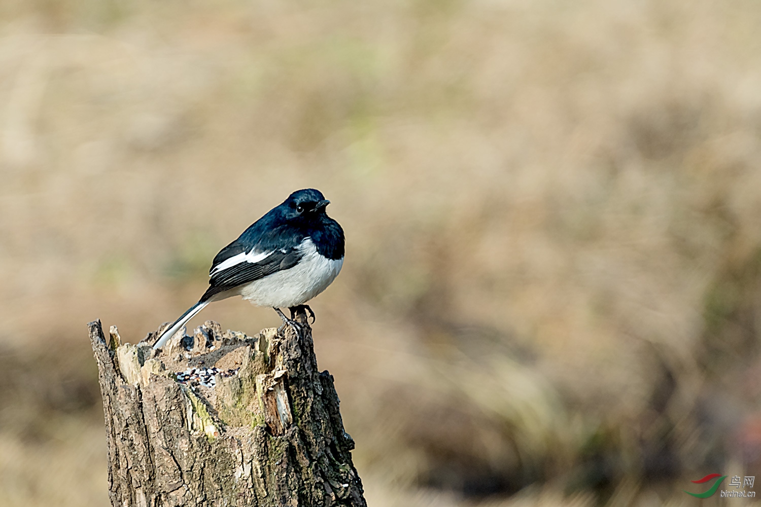 _DSC0784-2.jpg