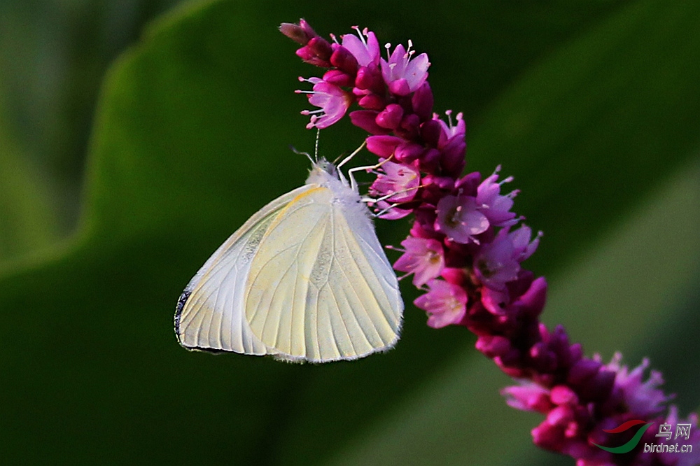 贪吃的白蝶