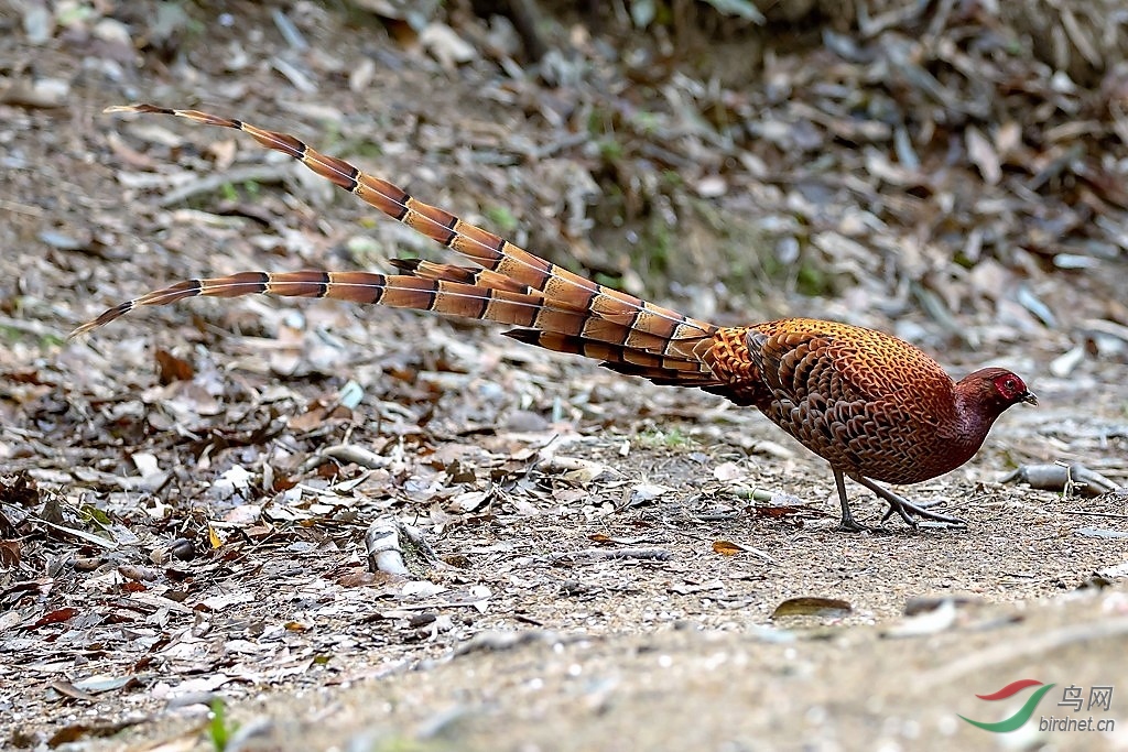 铜长尾雉