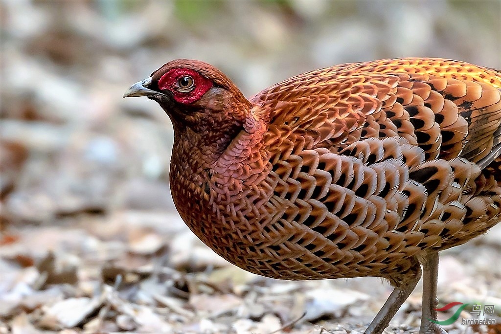 255020210_large.v1548183764.jpg