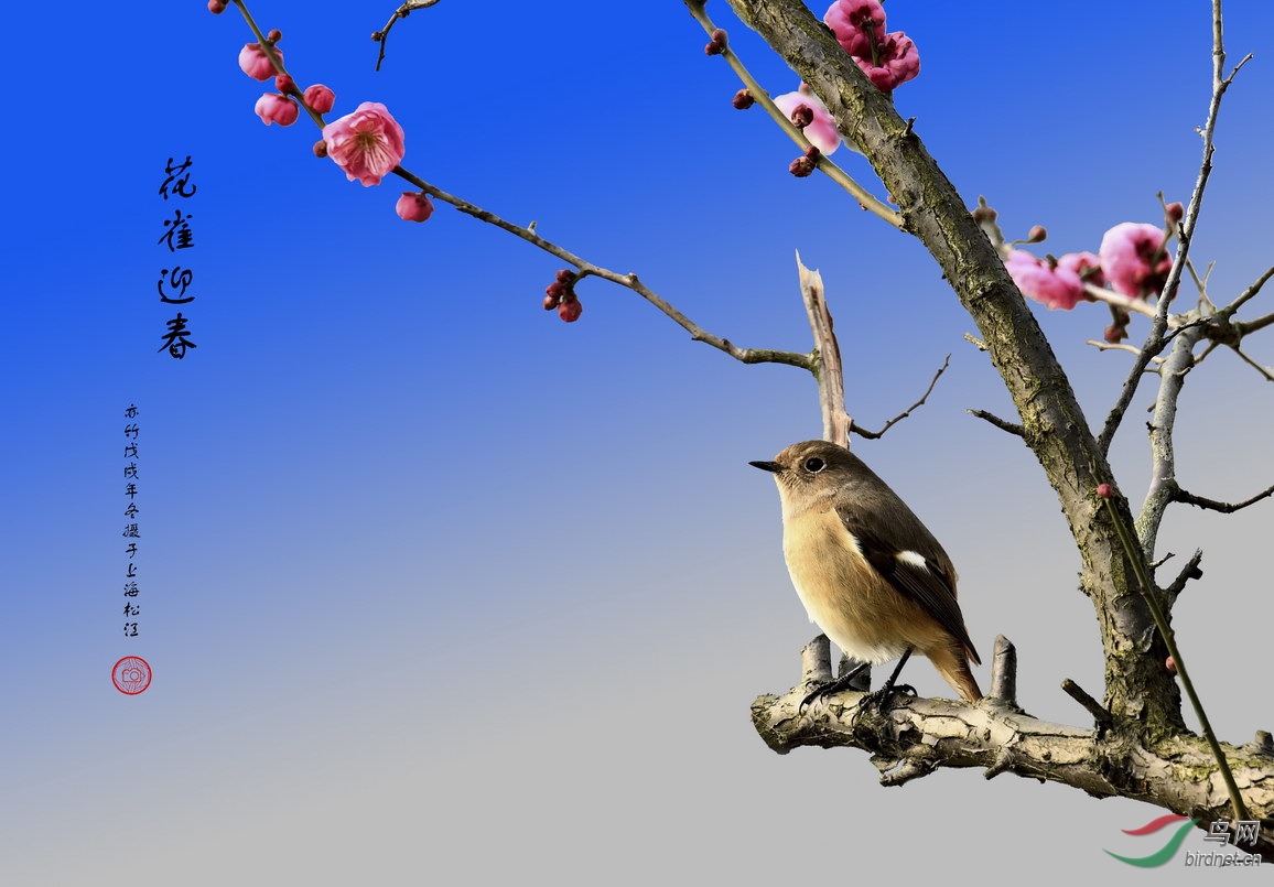 ����÷��