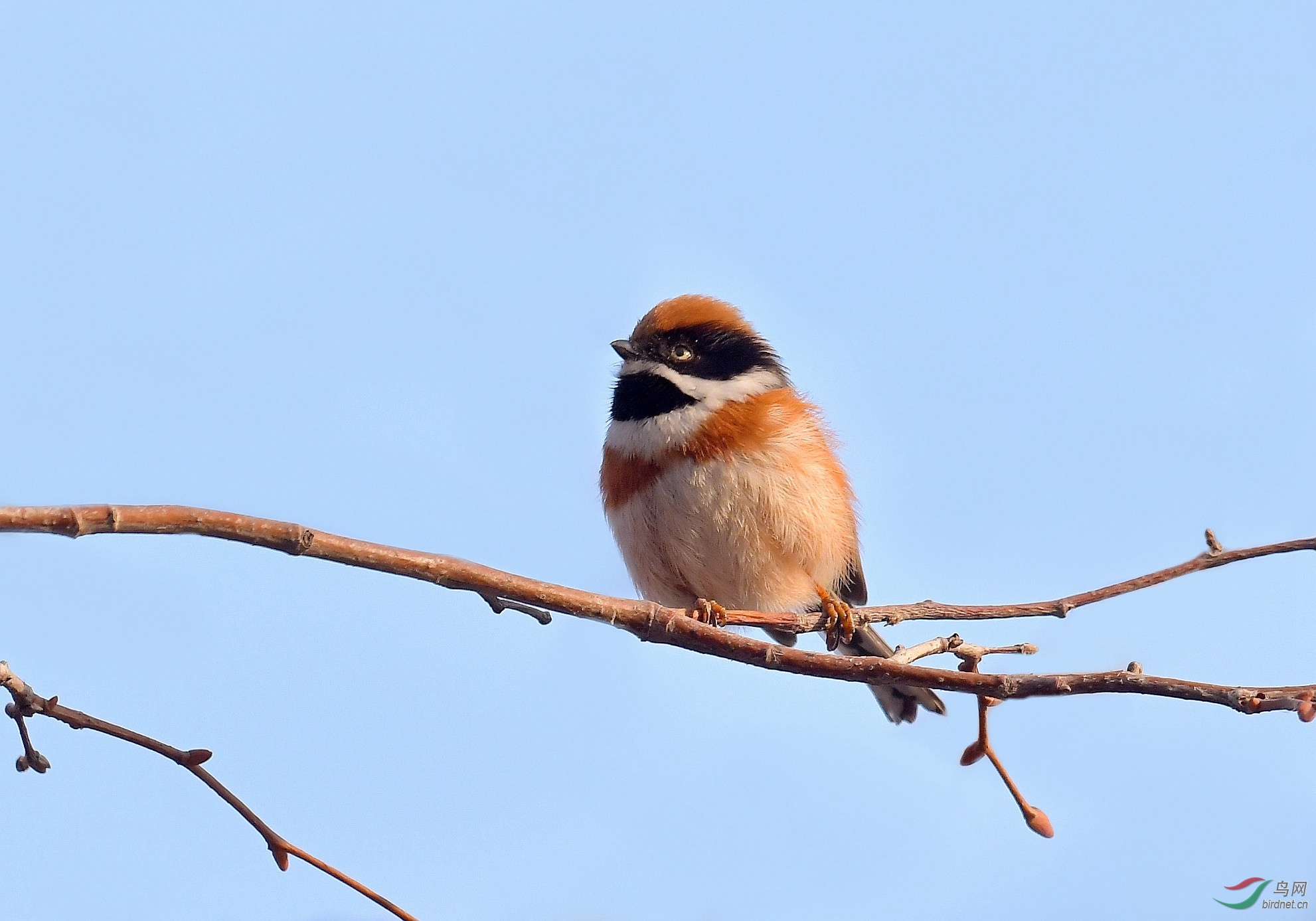 动物园里的小红头