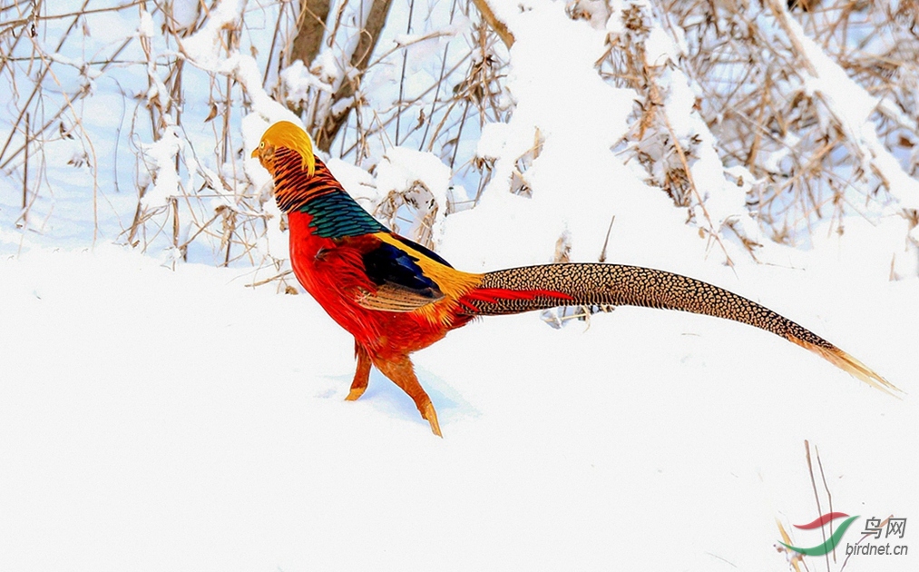 雪山雄鸡