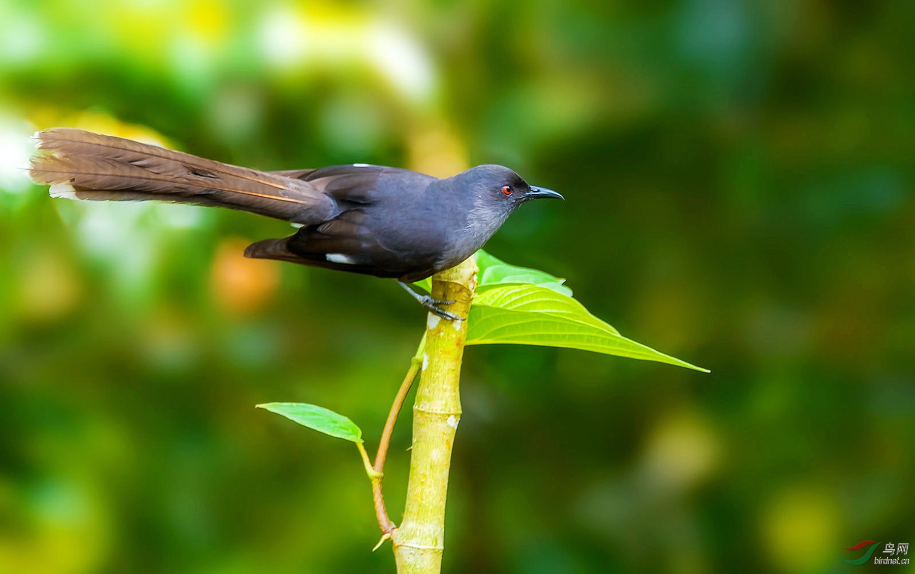 DSC_6081ps_����.jpg
