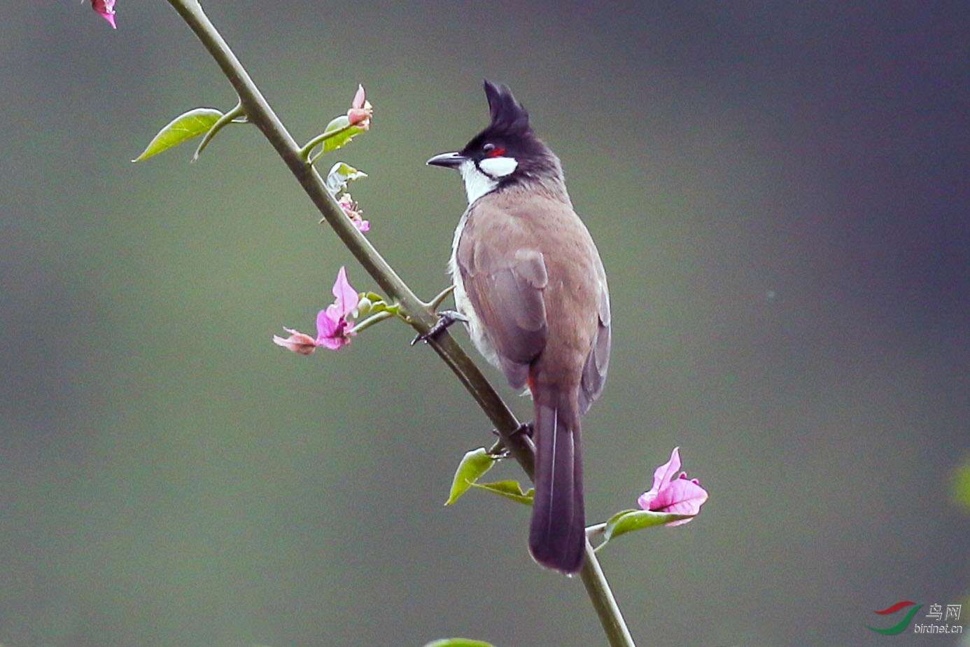 BD5Z8085.JPG