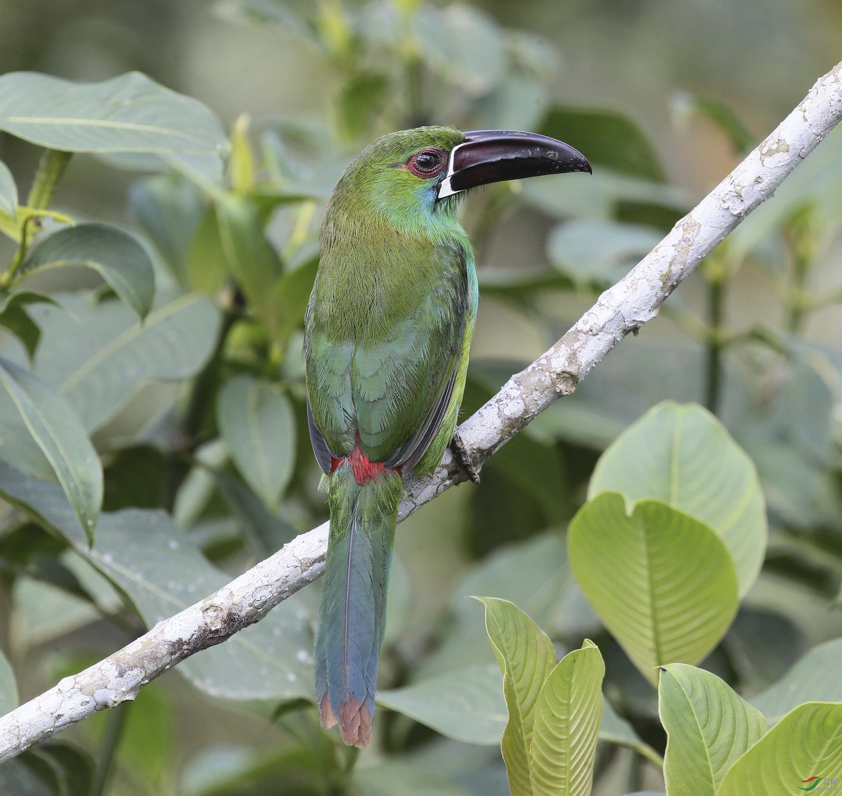 绿巨嘴鸟 - 天津版 tianjin 鸟网