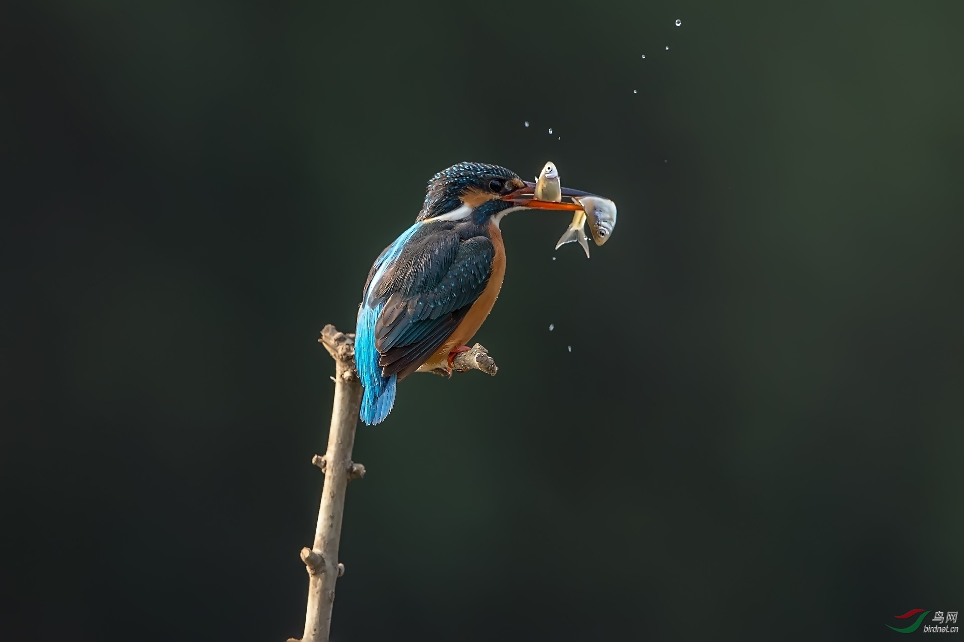 CI7U6635-8.jpg