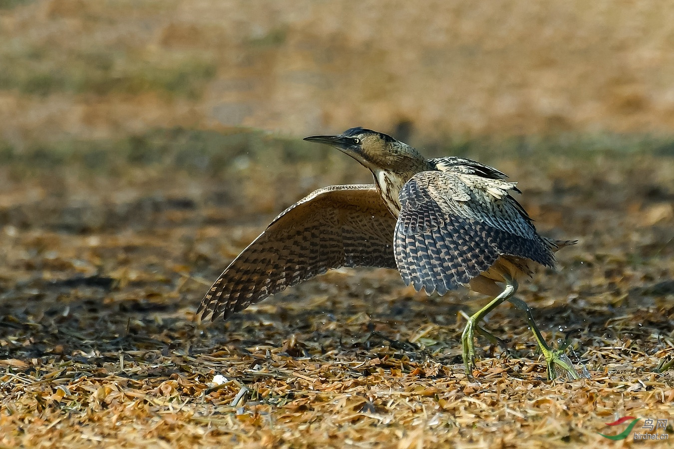 DSC_7511_����.jpg