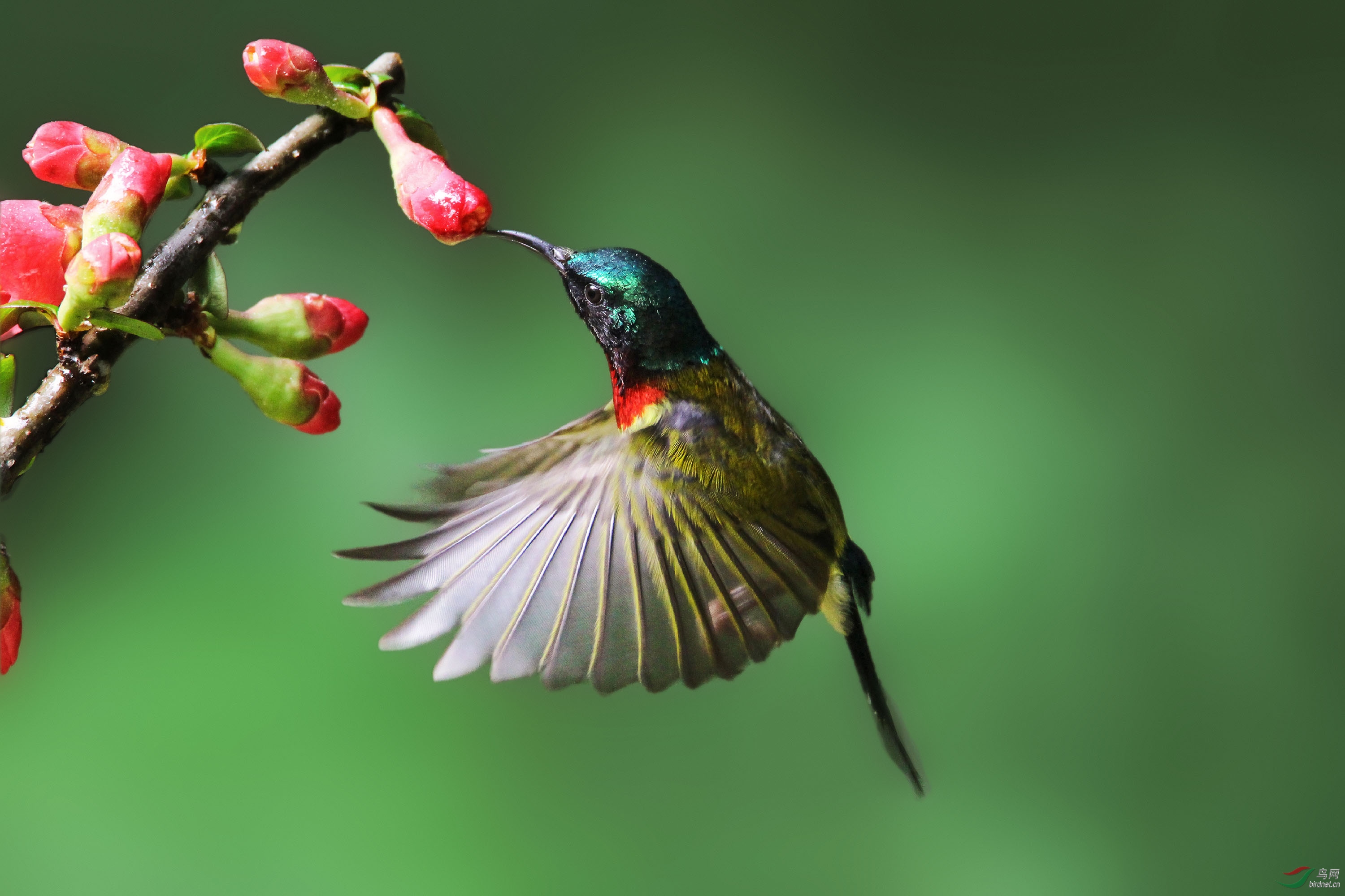 海棠花与太阳鸟