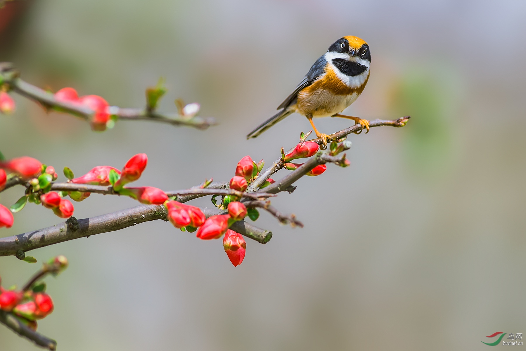 ����֮��