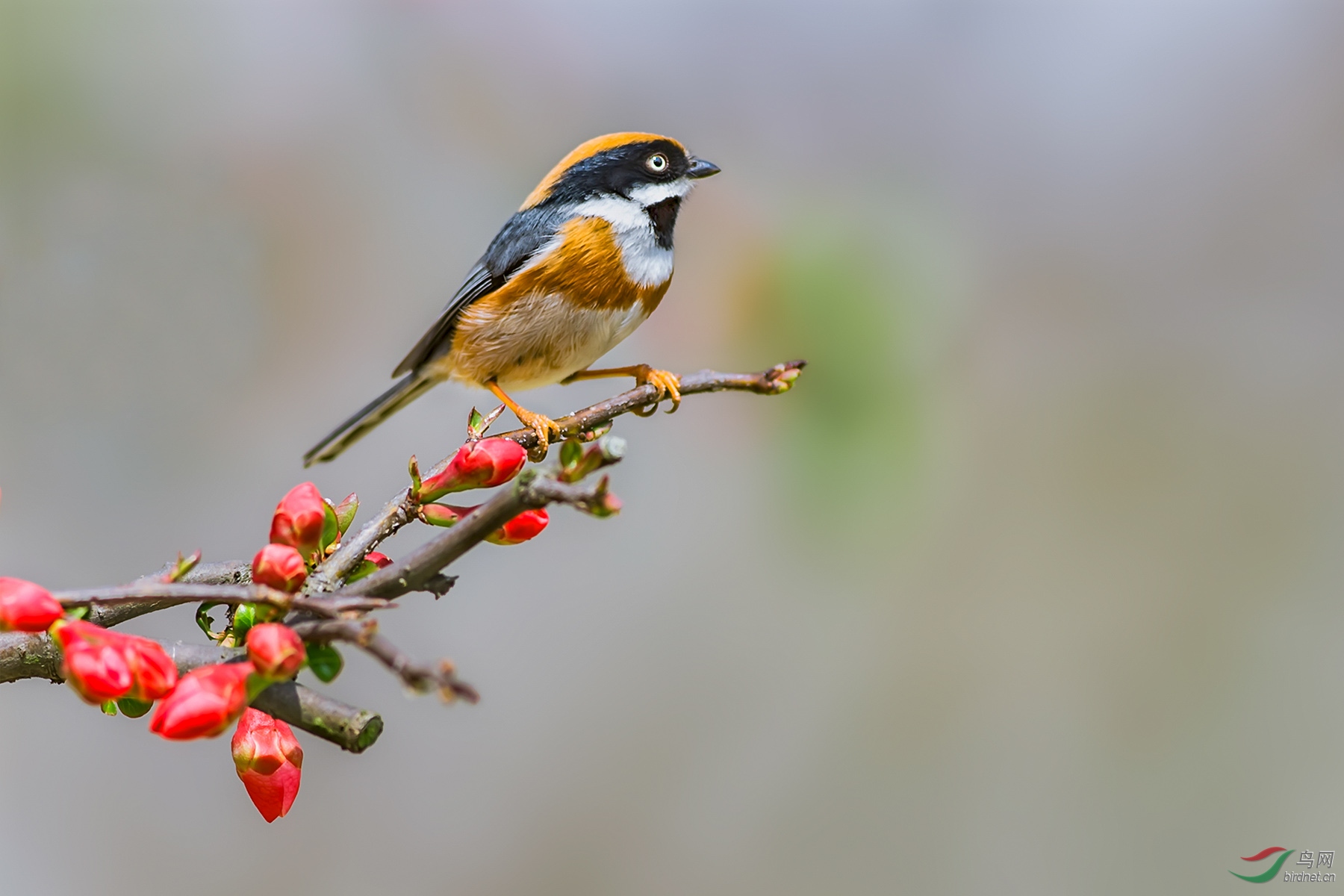 ����֮��