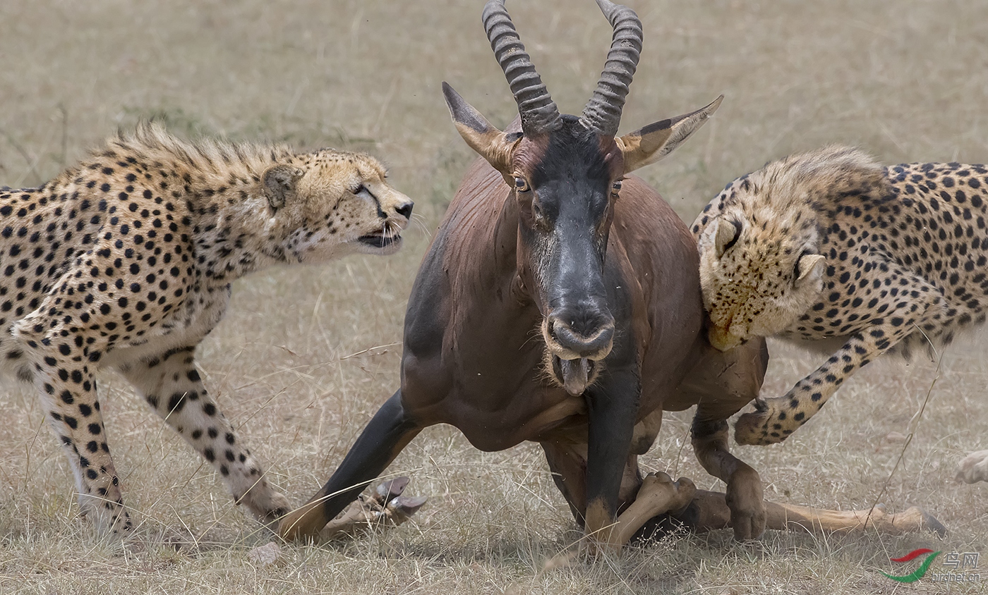 英雄猎豹妈妈马莱卡的最后一次捕猎(祝贺佳作荣获每日一图)