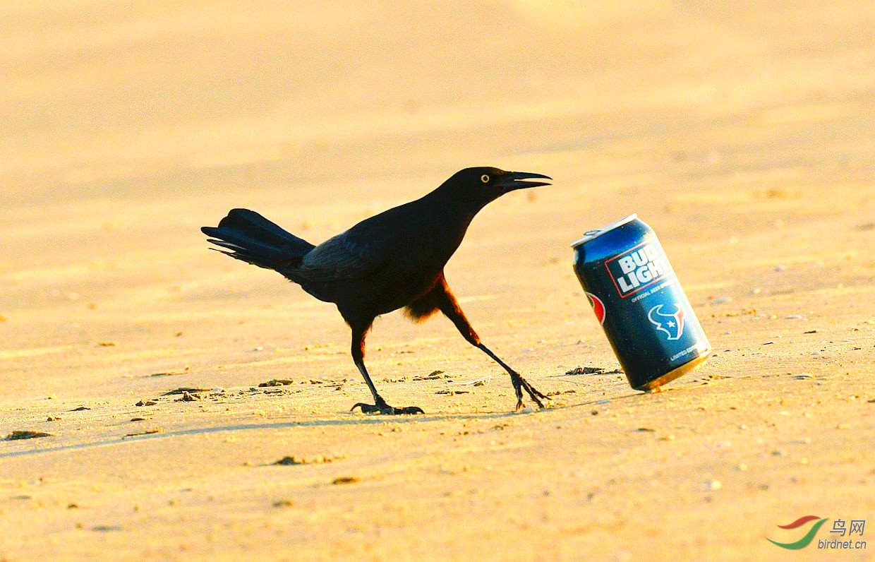 黑乌鸦【整一口喝喝】