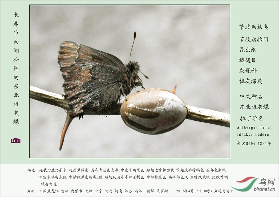 节肢动物系列 东北梳灰蝶