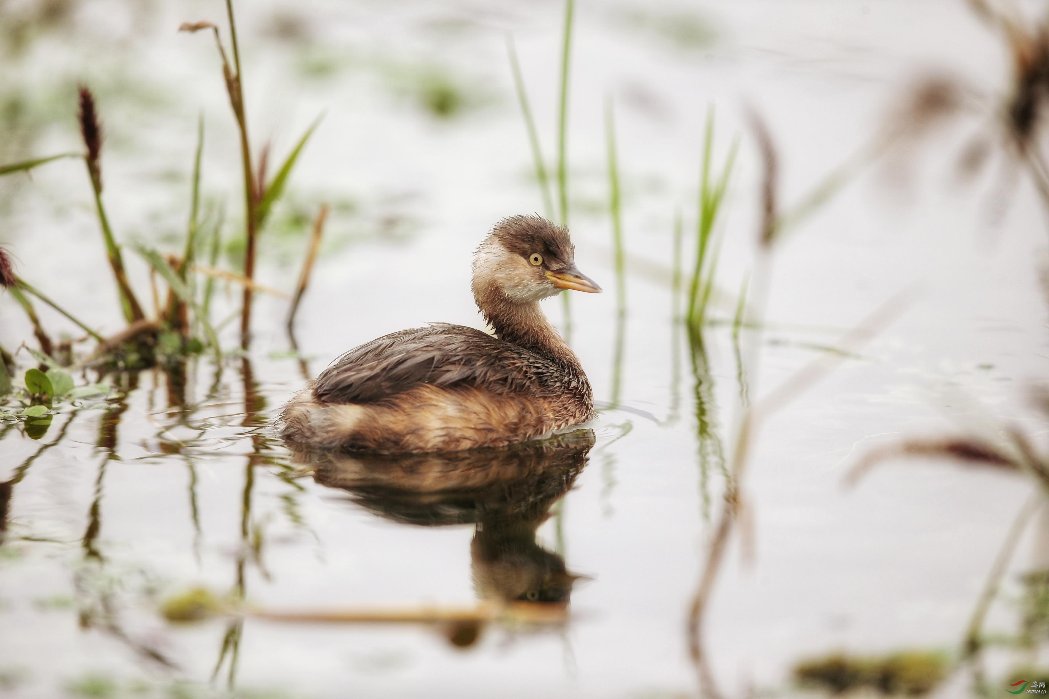 小pt - 山西版 shanxi 鸟网